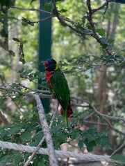 red billed hornbill