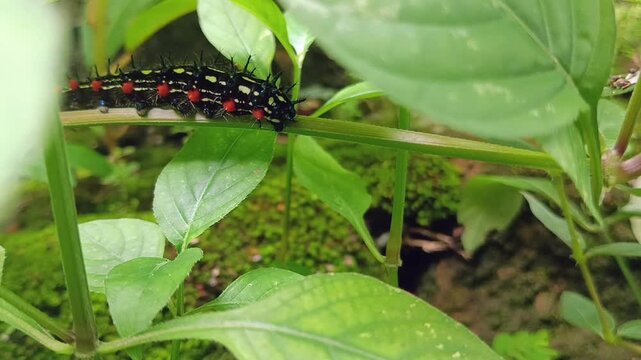 cute caterpillar moving on a bush branch