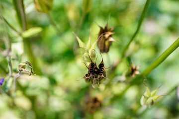 Dried columbine flowers that you can visibly see the seeds. Plant is in an outdoor garden space.