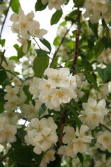 Philadelphus coronarius in bloom, sweet mock orange, English dogwood, is a species of flowering...