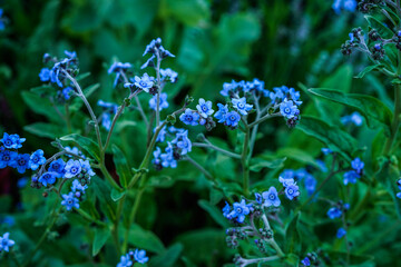 Bright blue, small, forget me not flowers. Outdoor flower garden.