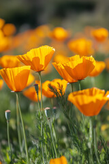 Vibrant field blooming California poppies bright orange hues
