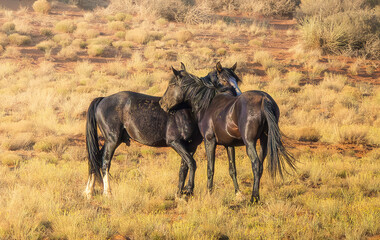 Wild horses in Monument Valley, Arizona