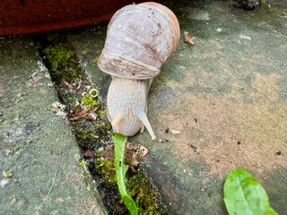 Roman snail crawls on mossy stone path while feeding on green leaf, illustrating slow-paced wildlife behavior, biodiversity in gardens, and natural ecosystem balance