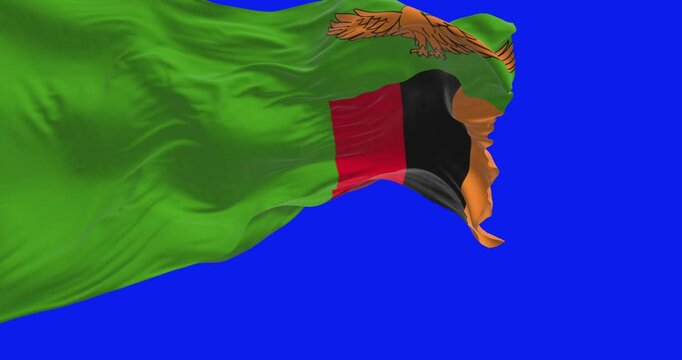 Zambia national flag waving in the wind isolated on green background