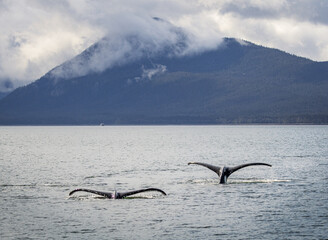 Pair of humpback whales in Juneau, Alaska