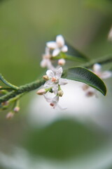 Philotheca myoporoides in bloom, Eriostemon myoporoides,  long-leaf wax flower