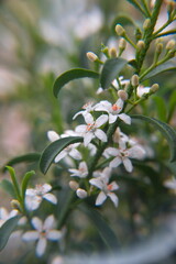 Philotheca myoporoides in bloom, Eriostemon myoporoides,  long-leaf wax flower