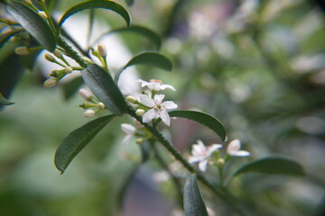 Philotheca myoporoides in bloom, Eriostemon myoporoides,  long-leaf wax flower