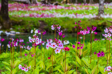 奥日光 中禅寺湖 千手ヶ浜に咲くクリンソウ