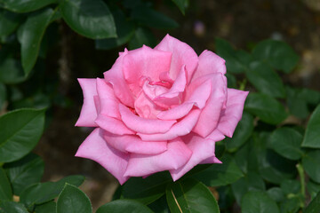 カリネラ　バラの花