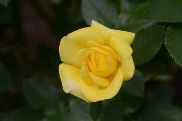 ナエマ　バラの花
