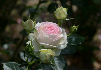 ピエール・ドゥ・ロンサール　バラの花