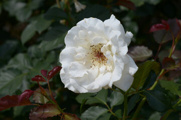 マーガレット・メリル　バラの花