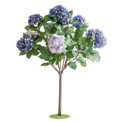  Hydrangea Macrophylla Mix - Colorful hydrangea flowering shrub frontal view on transparent background