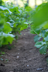 green cucumber vine