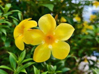 Alamanda flower (Allamanda cathartica) in the afternoon