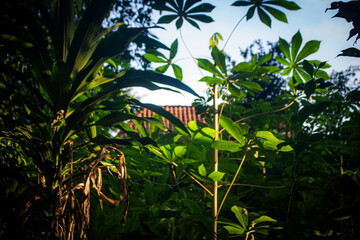 Sunlight Shining Through Trees in Morning Forest