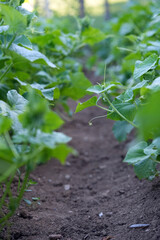 green cucumber vine