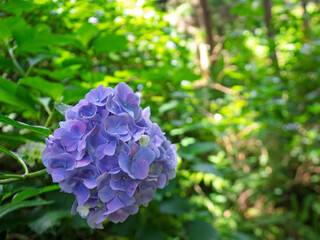 アジサイ園の満開の花