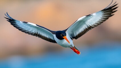 "Oystercatcher in Flight: A Striking Selective Focus Shot"