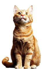 Majestic Orange Domestic Cat Sitting Upright with Attention, Bright Eyes, and Soft Fur, Isolated on Black Background, Perfect for Animal Lovers