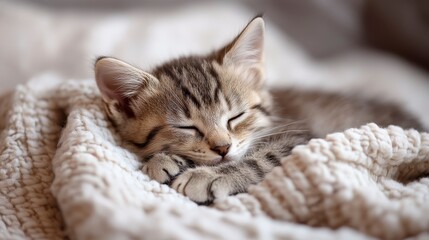 Sleepy Tabby Kitten Snuggled in Soft Cozy Blanket during Daytime