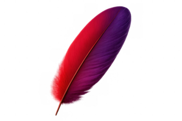 Translucent feather displaying gradient red and purple tones, softly curving against pristine white backdrop