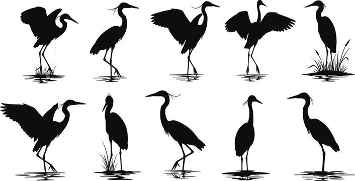 Silhouettes of heron birds standing and flying in water, wetland wildlife concept, birdwatching scene, vector illustration