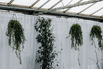 View of potted ficus and curio radicans plants on the wall.