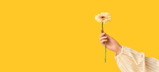 Female Hand With Beautiful Gerbera