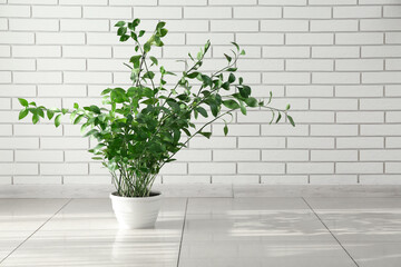 Green houseplant near white brick wall in room