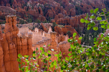 Thor’s Hammer rock formation and other hoodoos in morning light, summer vacation exploring in Bryce Canyon National Park, Utah
