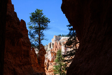 View through a slot canyon of pine trees and valley wall of white and orange hoodoos with viewpoint on top with people, summer vacation exploring in Bryce Canyon National Park, Utah
