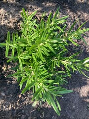 fresh rosemary in the garden