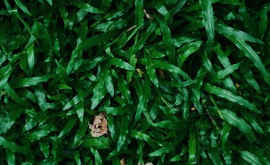 Fresh Green Grass Texture in Natural Light