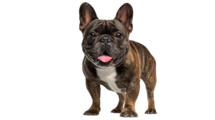 French Bulldog standing with a happy expression against a white isolated background.