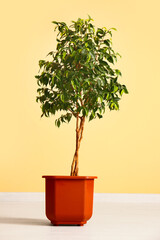 Ficus tree near beige wall in room