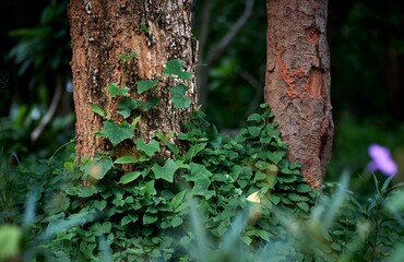Forest Tree Trunks with Green Climbing Vines in Natural Light
