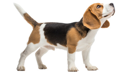A playful beagle dog standing on a white background, looking up with curiosity.