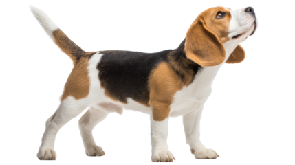 A playful beagle dog standing on a white background, looking up with curiosity.