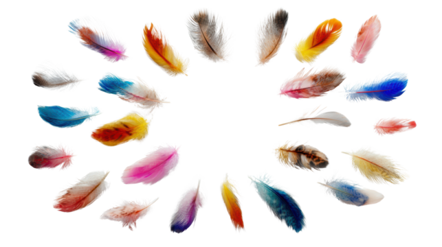 Colorful bird feathers arranged in a circular pattern on a transparent background.