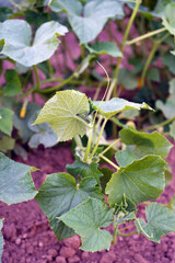 green cucumber vine