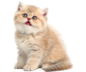 Cute domestic British Shorthair and Scottish Fold cats and kittens with beautiful fur, sitting isolated as adorable purebred pets