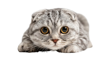 A cute silver Scottish Fold cat with big eyes, lying down and looking curiously at the viewer.