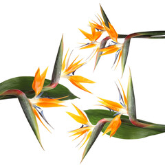 Bird of Paradise tropical flowers on white background, collage