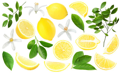 Fresh lemons, green leaves and flowers on white background, collage. Citrus fruit