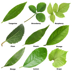 Fresh green fruit leaves and names on white background, collage