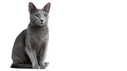 Grey cat, sitting elegantly with green eyes, white isolated background.