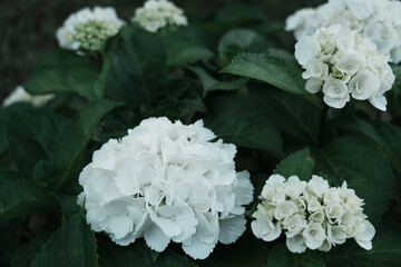 静かな朝の白いアジサイ |White Hydrangea in Quiet Morning